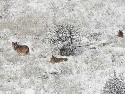 Tra le foto a cui il giovane � pi� legato c�� quella dei tre lupi sulla neve scelta per il calendario 2024 del Parco